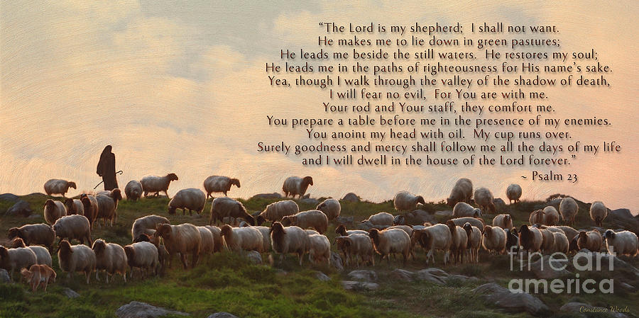 Sheep Painting - Sheep and the 23rd Psalm by Constance Woods