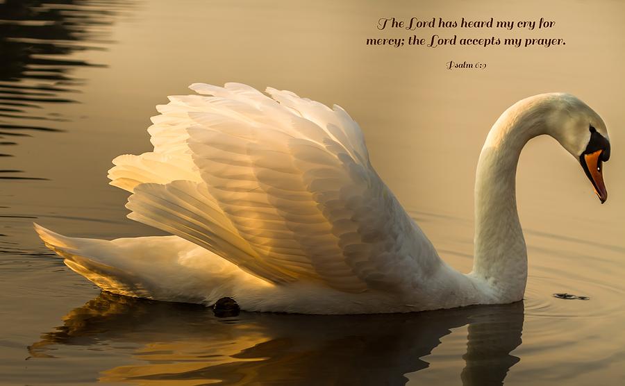 Psalm 6 Verse 9 Photograph by Rose-Maries Pictures