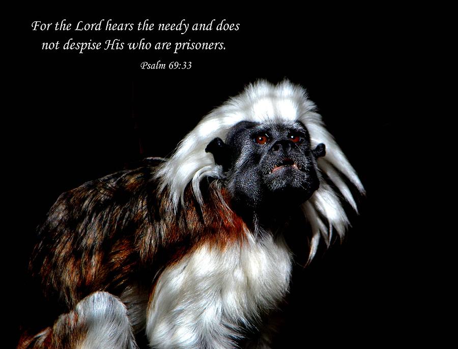 Psalm 69 Verse 33 Photograph by Deena Stoddard