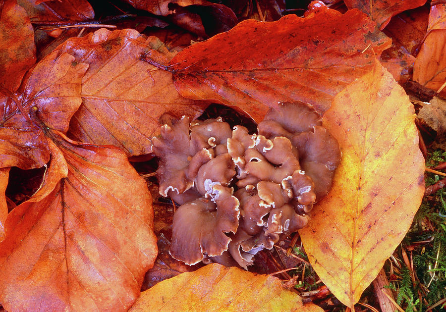Mushroom Photograph - Pseudocraterellus Undatus by John Wright/science Photo Library