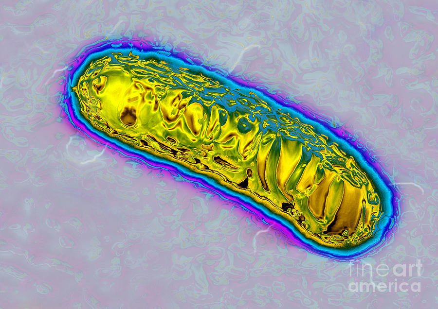 Pseudomonas Bacterium Photograph by James Cavallini