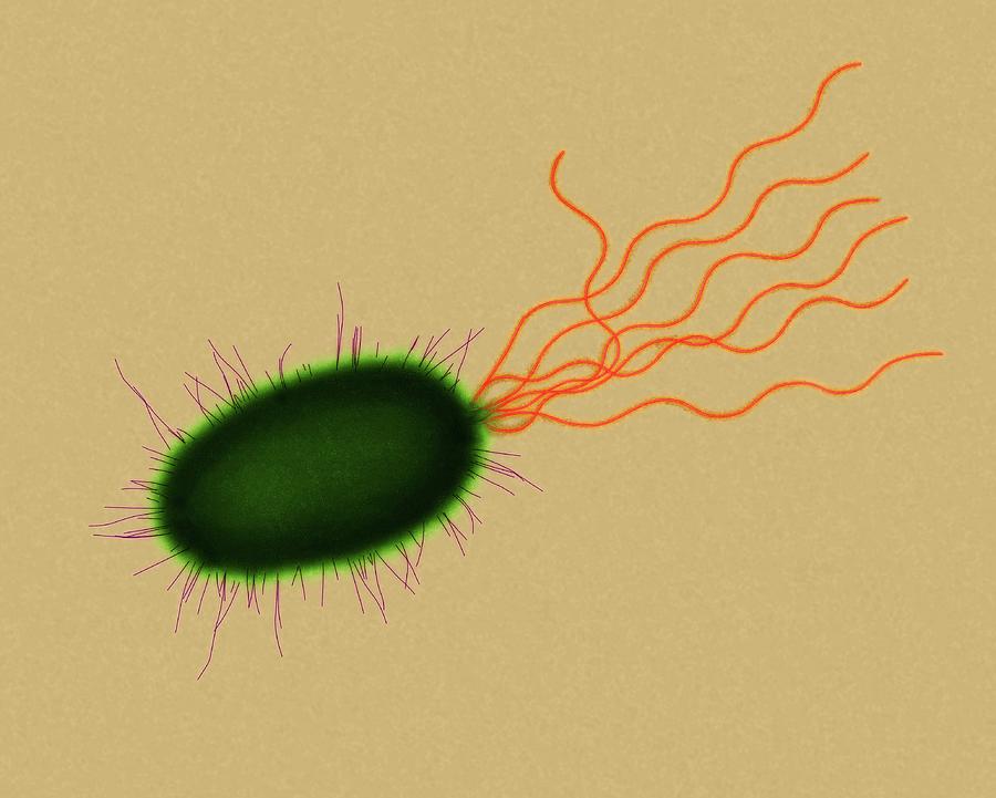 Pseudomonas Sp. Bacterium Photograph by Dennis Kunkel Microscopy/science Photo Library
