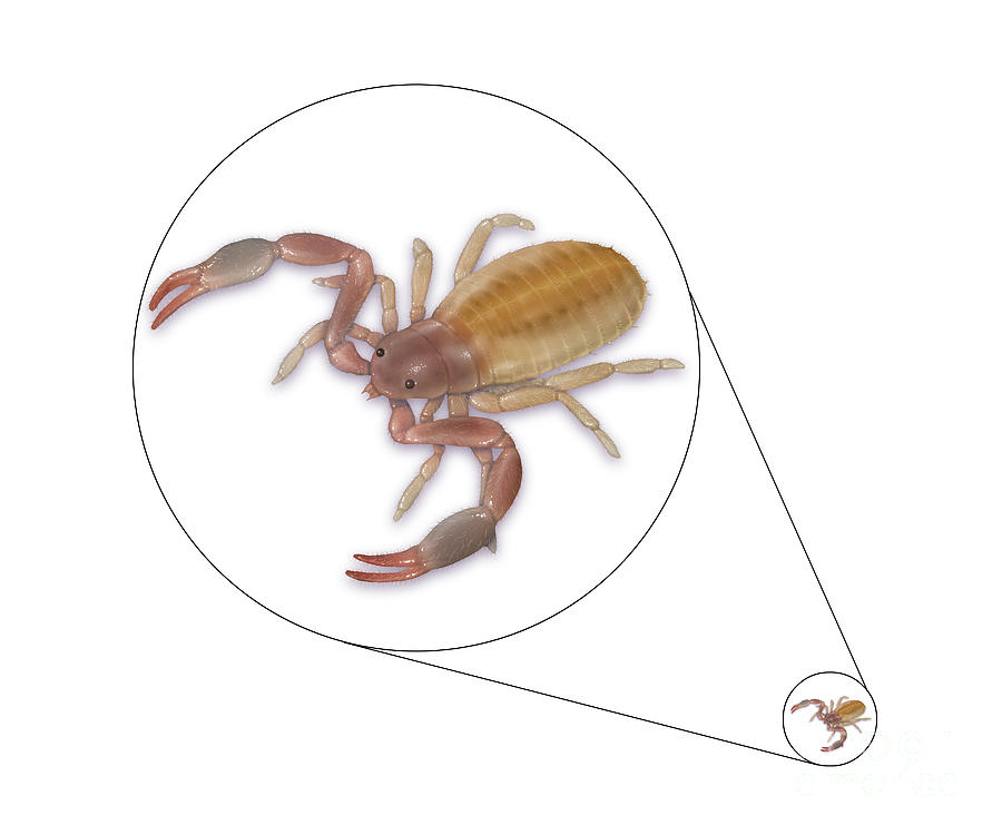 Pseudoscorpion False Scorpion Photograph by Carlyn Iverson