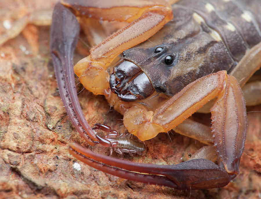 Nature Photograph - Pseudoscorpion On Bark Scorpion by Melvyn Yeo