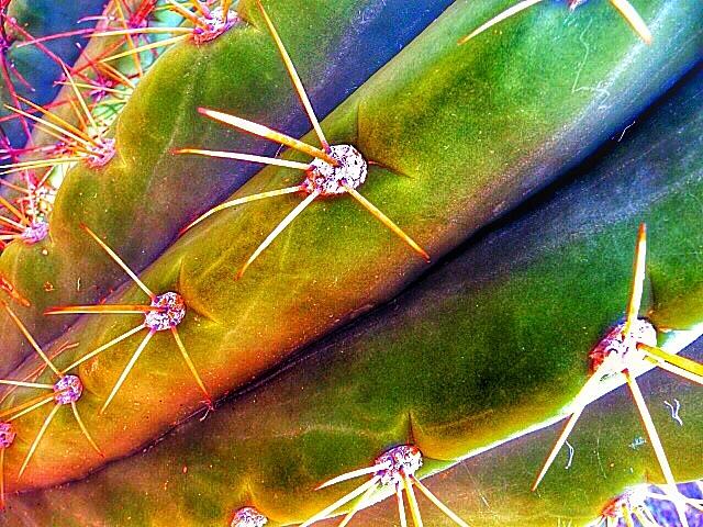Psychadelic cactus Digital Art by Olivier Calas