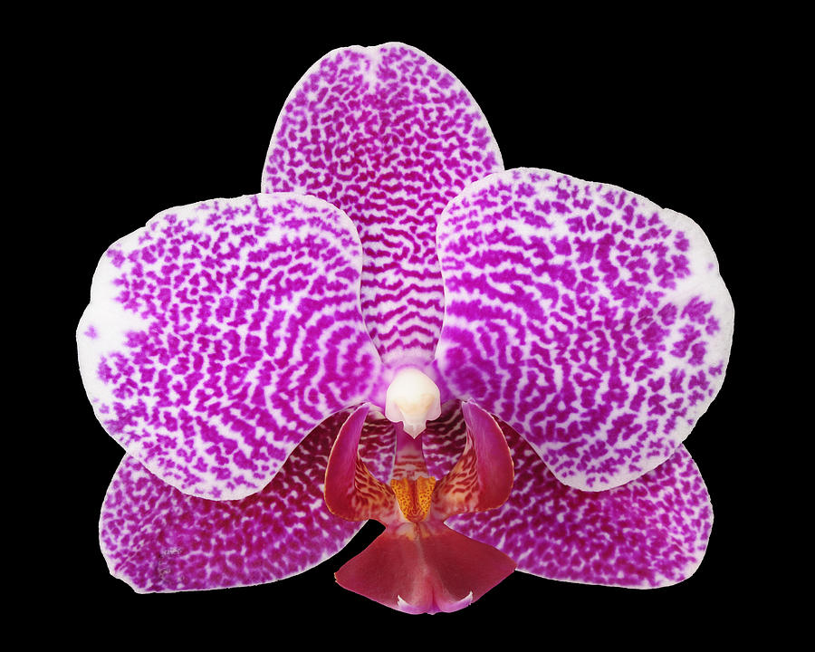 Orchid Photograph - Psyche by Joseph Erbacher