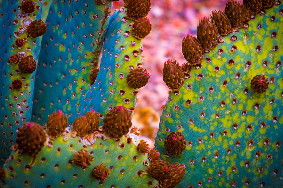Psychedelic Cactus Photograph by Glenn DiPaola