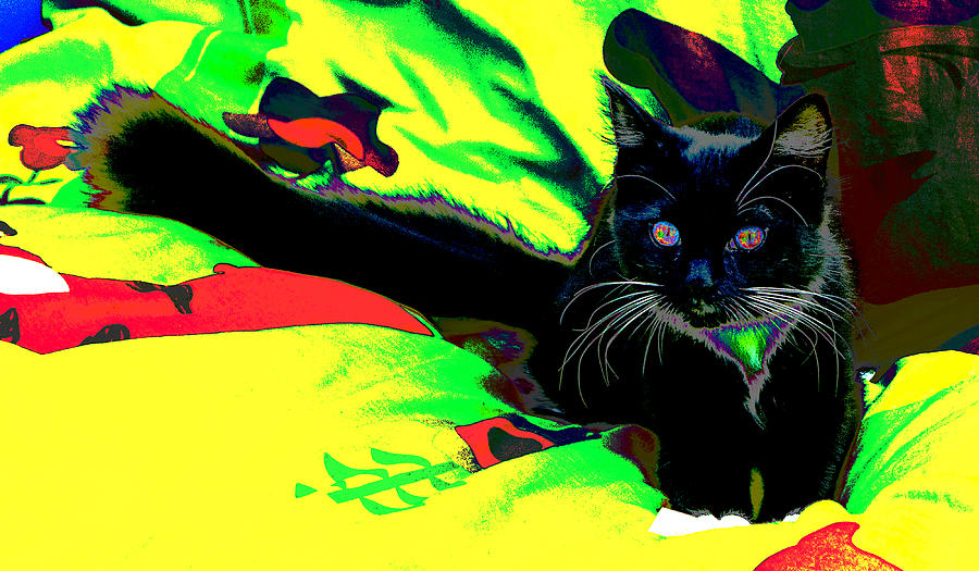 Psychedelic cat Photograph by Peter Lloyd - Fine Art America