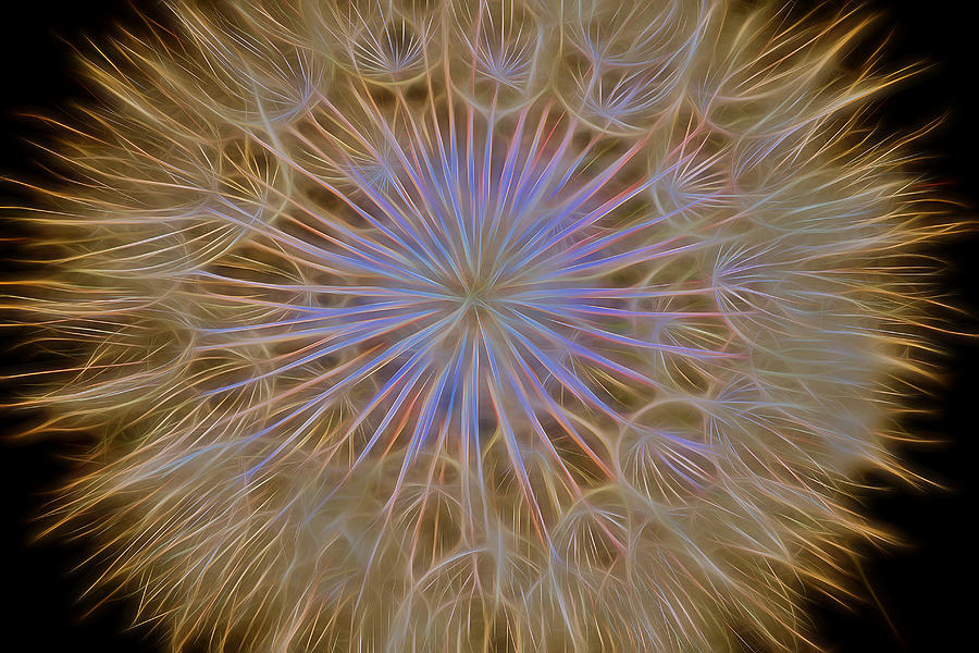 Psychedelic Dandelion Art Photograph by James BO Insogna