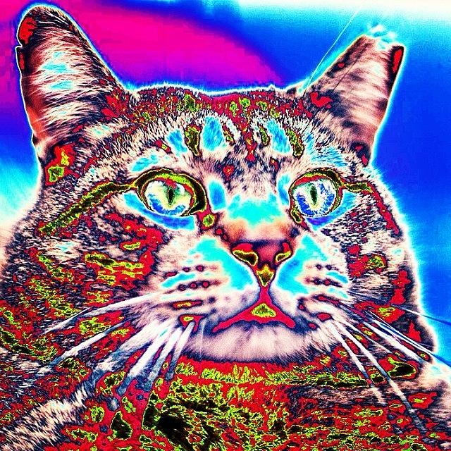 Cat Photograph - #psychedelic #kitty #cat by Jon Premosch