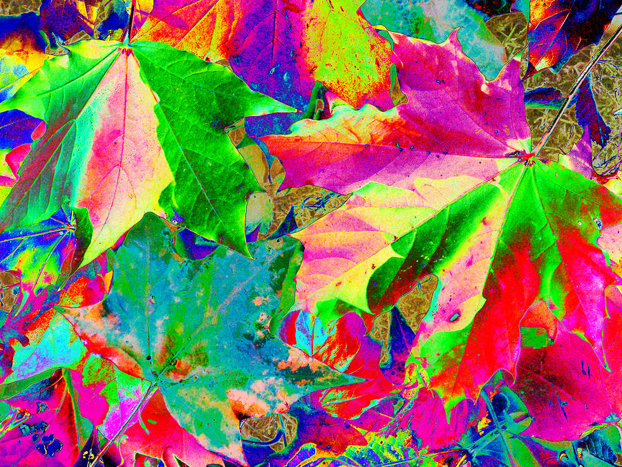 Psychedelic Leaves Photograph by John Topman