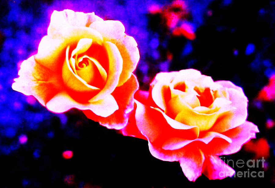 Psychedelic Roses Photograph by Martin Howard
