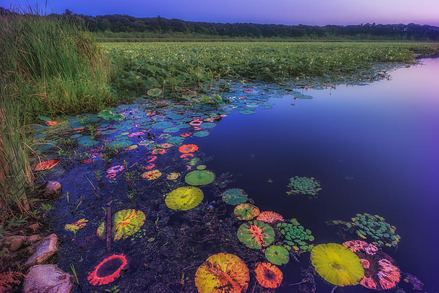 Psychedelic Shore - Great Meadows NWR Photograph by Sylvia J Zarco ...
