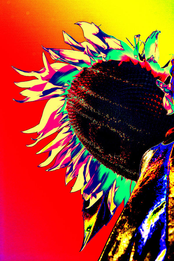 Psychedelic sunflower 1 Photograph by Peter Lloyd - Pixels