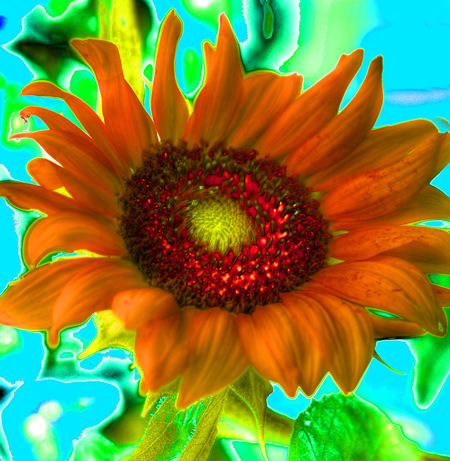 Psychedelic Sunflower Photograph by Richard Ortolano