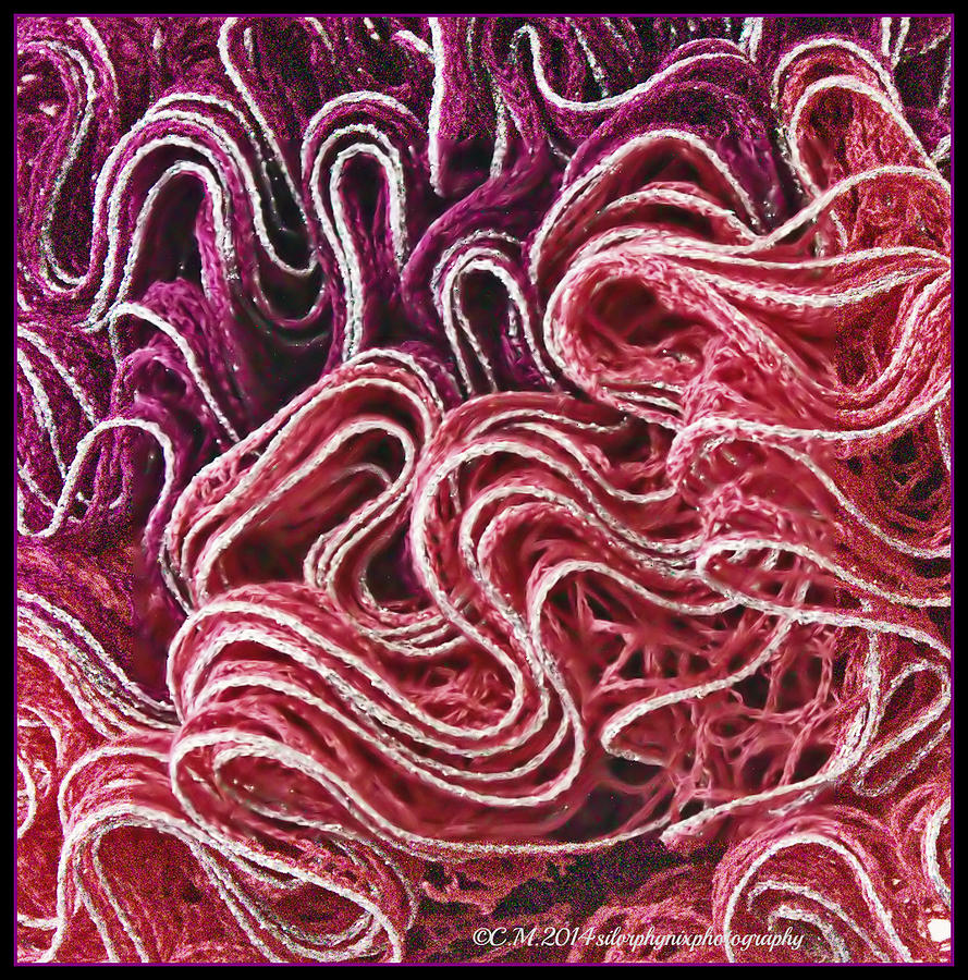 Ruffles Photograph - Psychedelic Swirl by Catherine Melvin