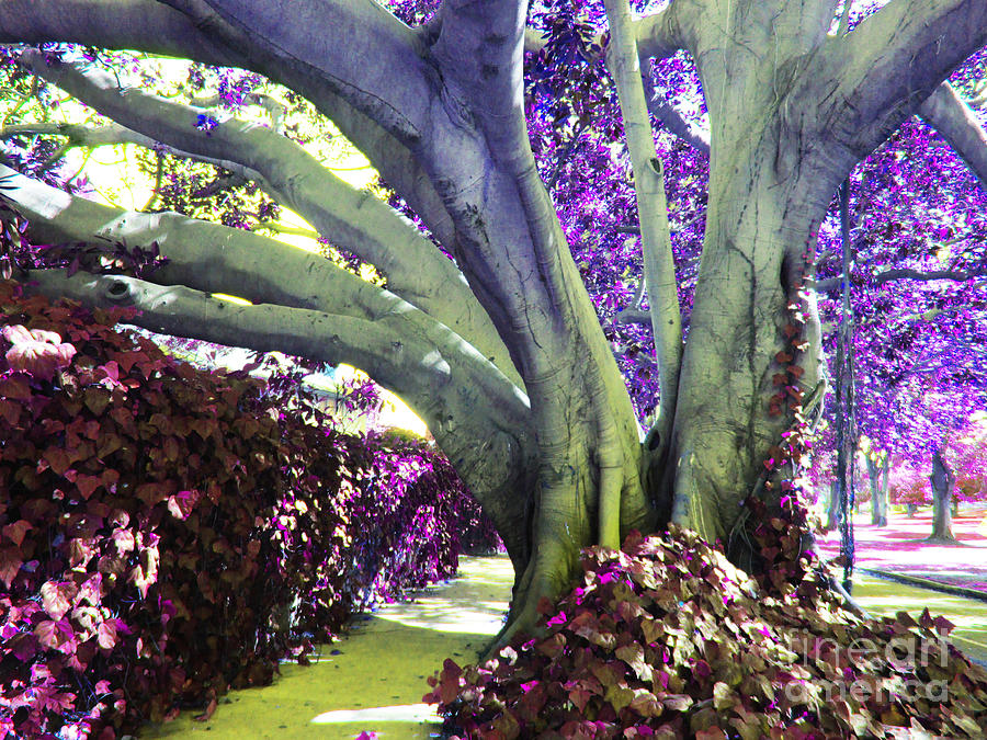 Griffith Park Photograph - Psychedelic Purple Fuschsia Earthy Tree Street Landscape Los Angeles Cool Artistic Affordable Art by Marie Christine Belkadi
