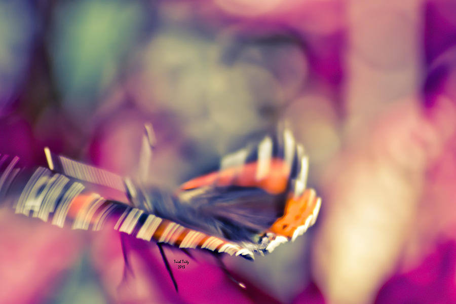Psychodelic Butterfly Photograph by Trish Tritz