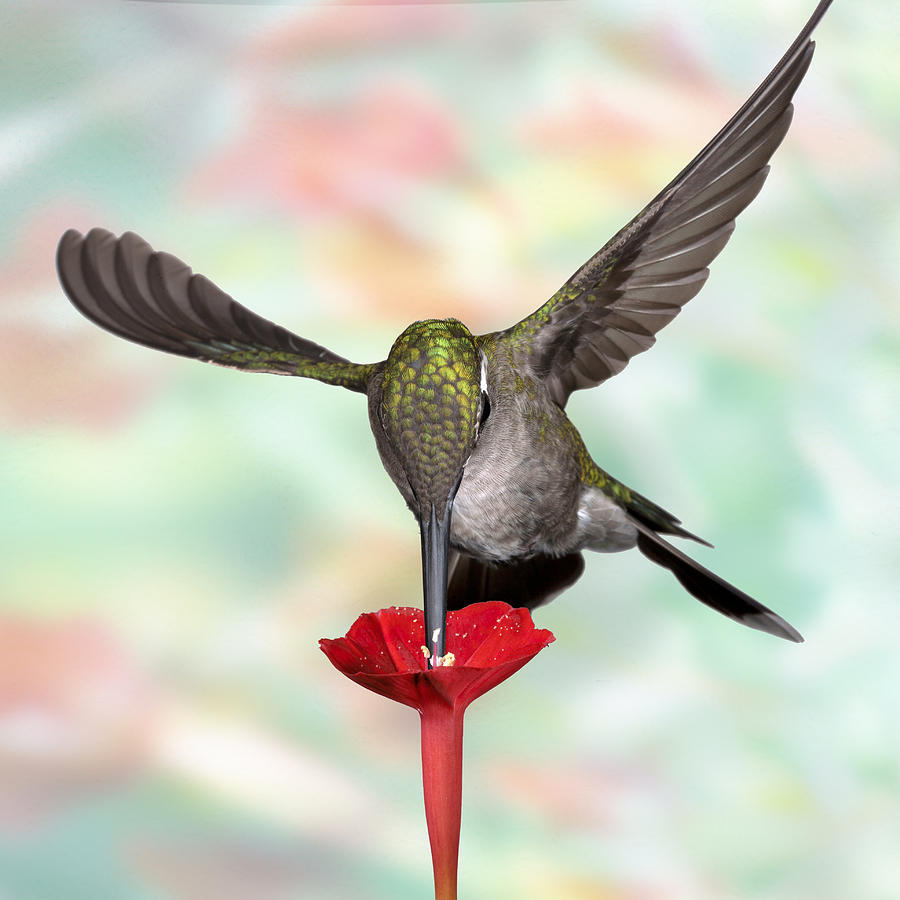 Psychodelic Hummingbird 1 Photograph by Gregory Scott