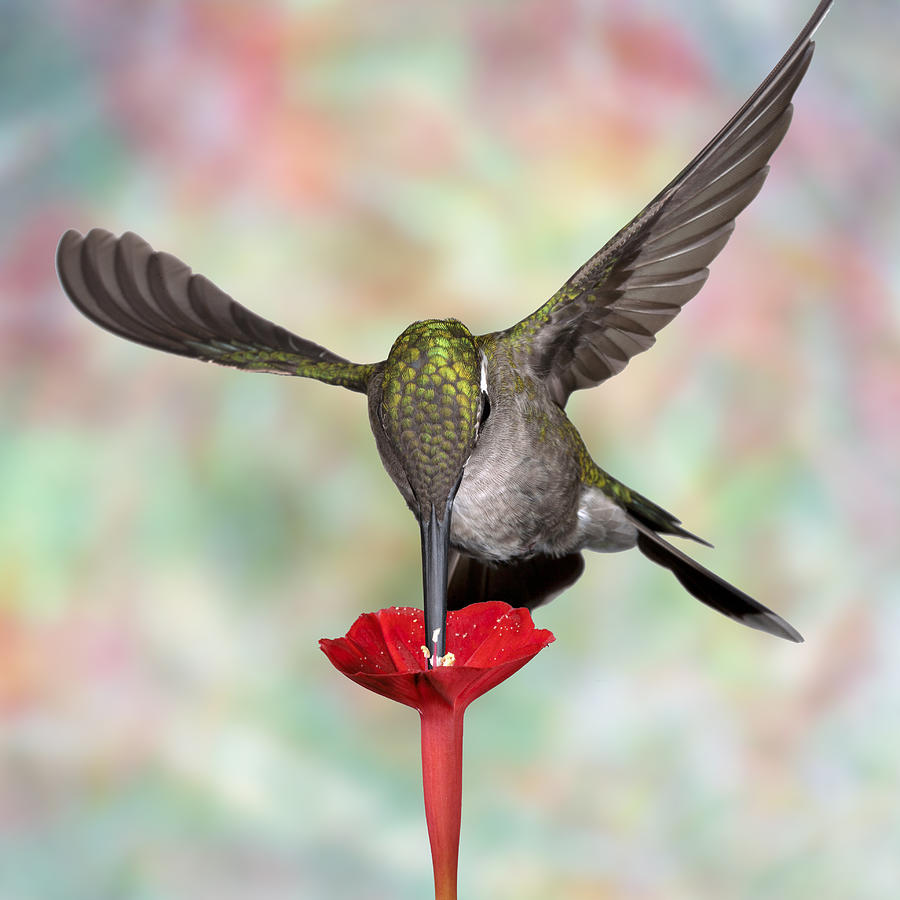 Psychodelic Hummingbird 2 Photograph by Gregory Scott
