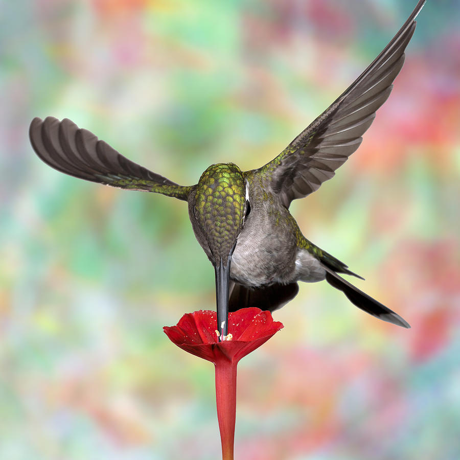 Psychodelic Hummingbird 3 Photograph by Gregory Scott