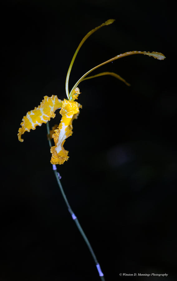 Psychopsis - Butterfly Orchid Photograph by Winston D Munnings