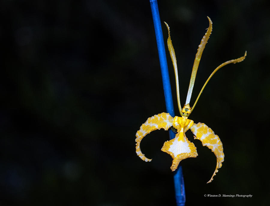 Orchid Photograph - Psychopsis - Butterfly Orchids by Winston D Munnings