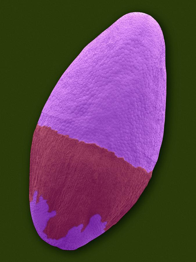 Psyllium Seed (plantago Ovata) Photograph by Dennis Kunkel Microscopy/science Photo Library