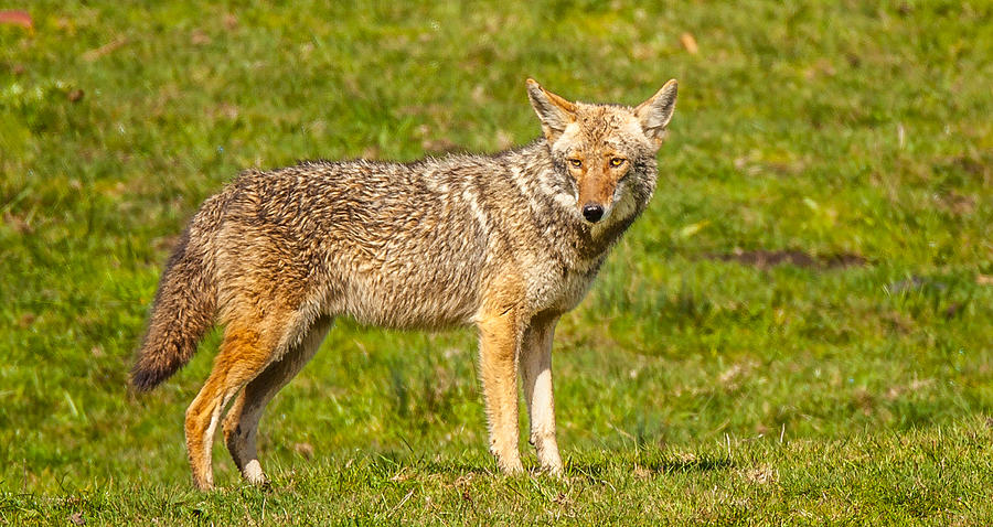 Pt Reyes Coyote Photograph by Kevin Dietrich