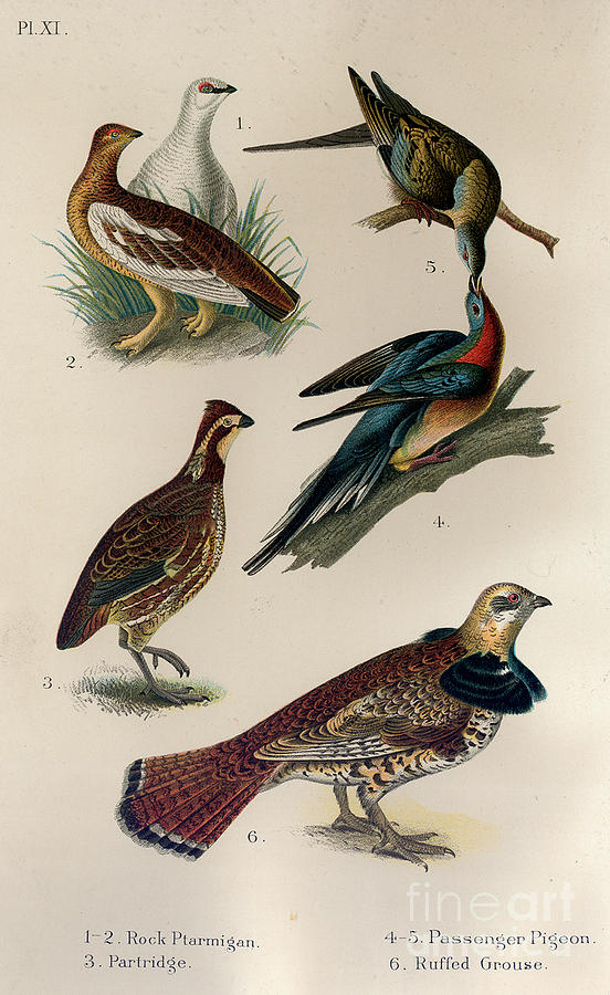 Ptartmigan partridge Pigeon and Grouse Drawing by Celestial Images