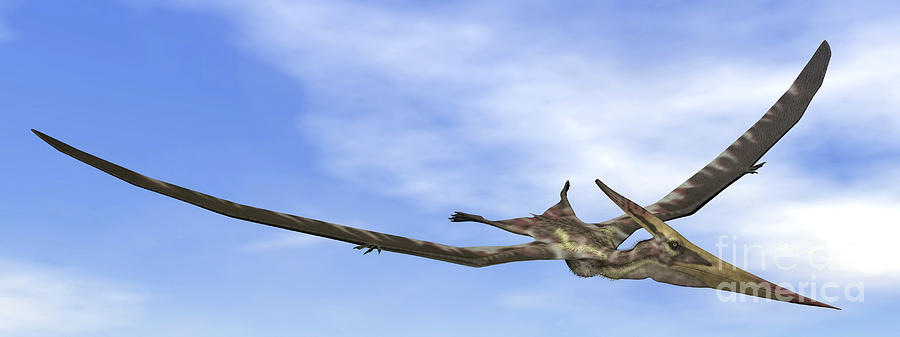 Pteranodon Dinosaur Flying In The Blue Digital Art by Elena Duvernay