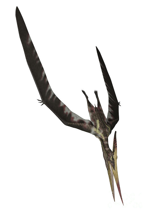 Pteranodon Flying Reptile Digital Art by Elena Duvernay | Fine Art America