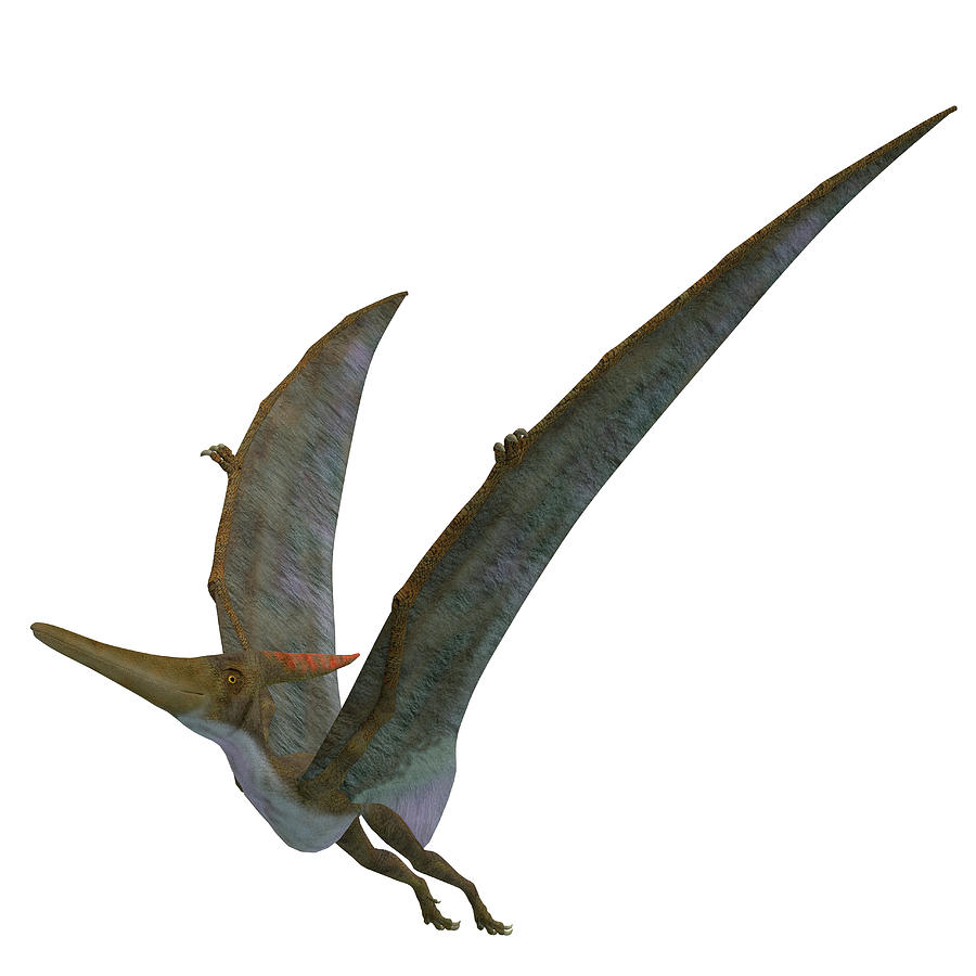 flying reptile