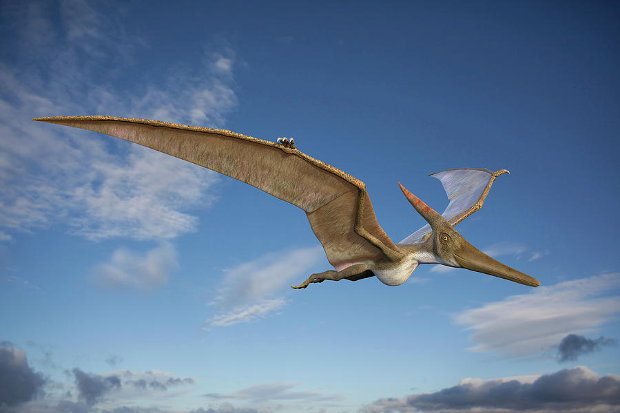 Pteranodon In Flight Photograph by Roger Harris/science Photo Library