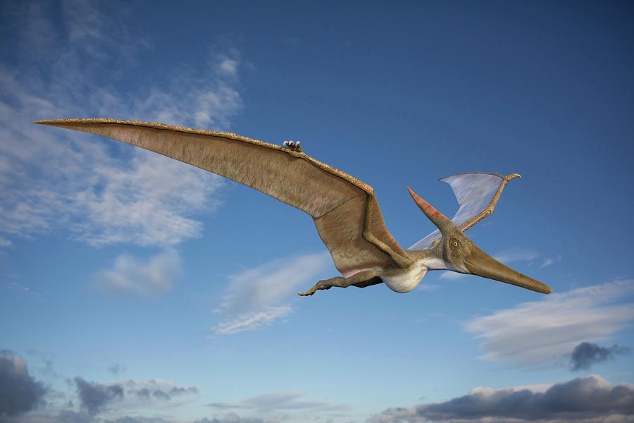 Pterodactyl, Illustration - Stock Image - C027/4502 - Science Photo Library