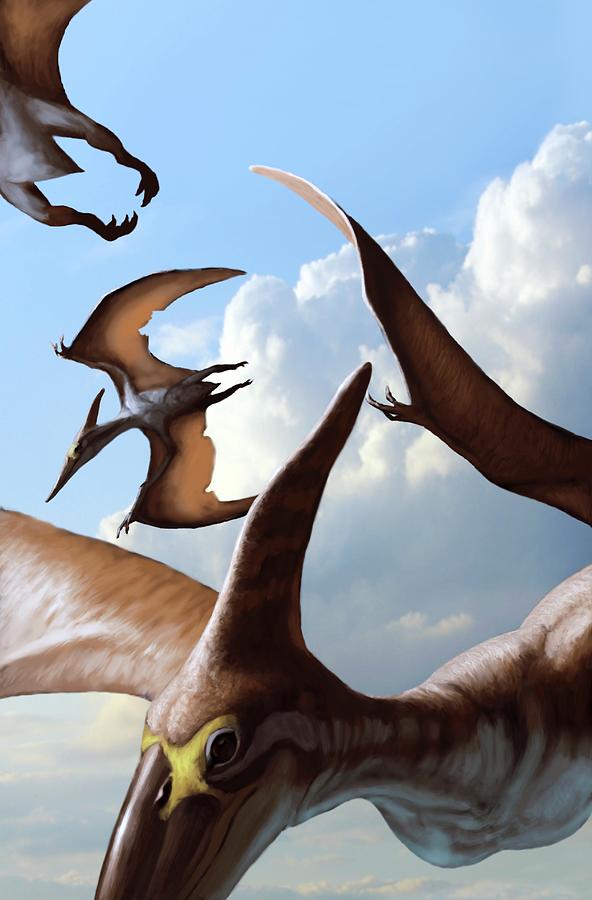 Artwork of the pterosaur, Pteranodon sp