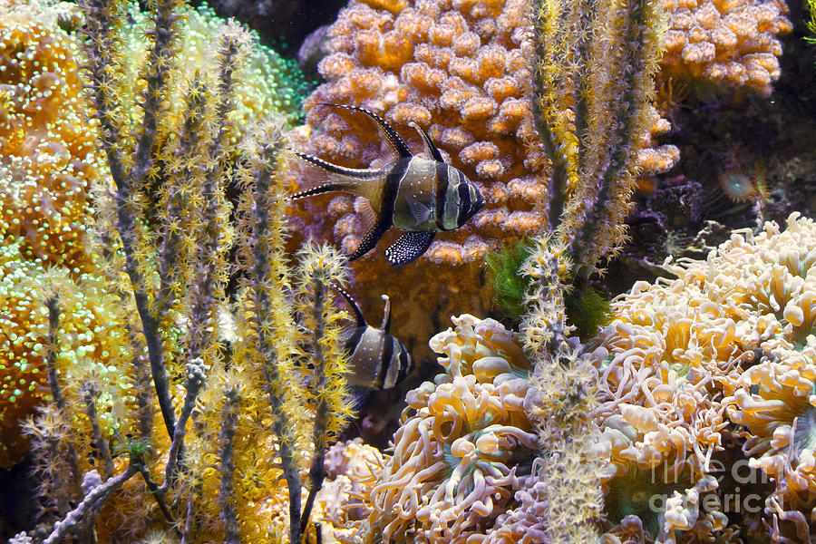 Pterapogon fish in aquarium Photograph by Antonio Scarpi