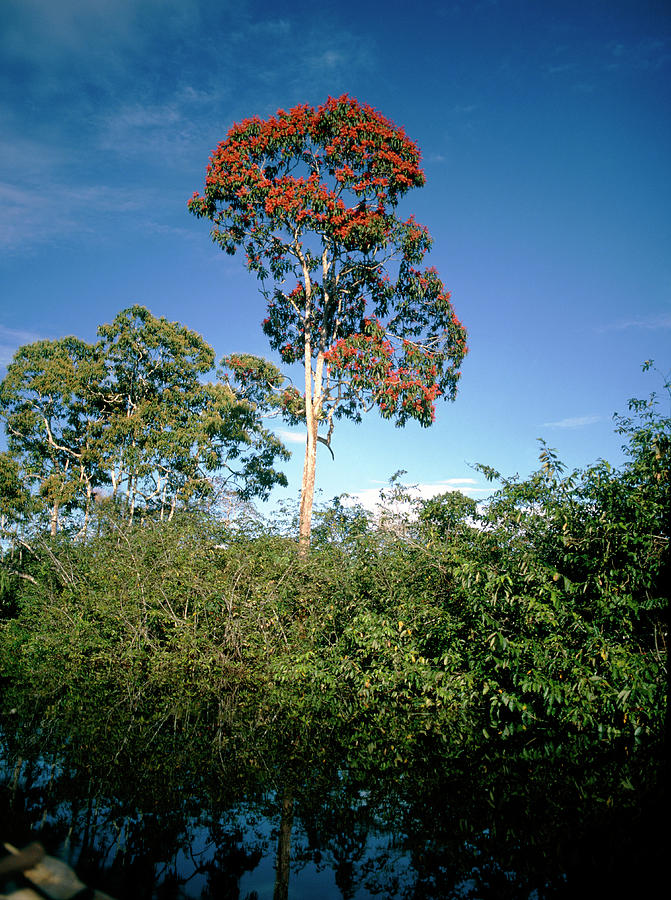 Pterocarpus Ulei Tree In Ecuadorian Amazon Photograph by Dr Morley Read/science Photo Library