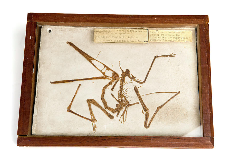 Pterodactyl Fossil Cast Photograph by Ucl, Grant Museum Of Zoology