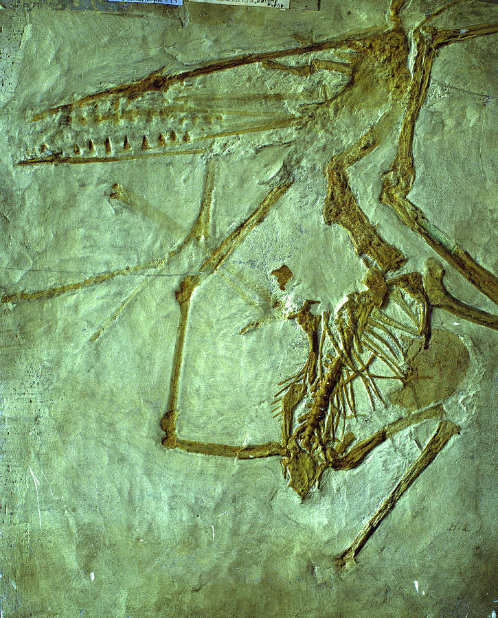 Pterodactyl Fossil Photograph by Sinclair Stammers/science Photo Library.