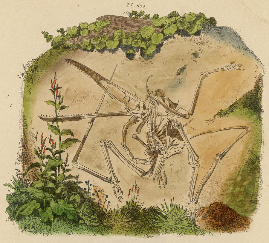 Animal Drawing - Pterodactyl Skeleton Preserved by Mary Evans Picture Library