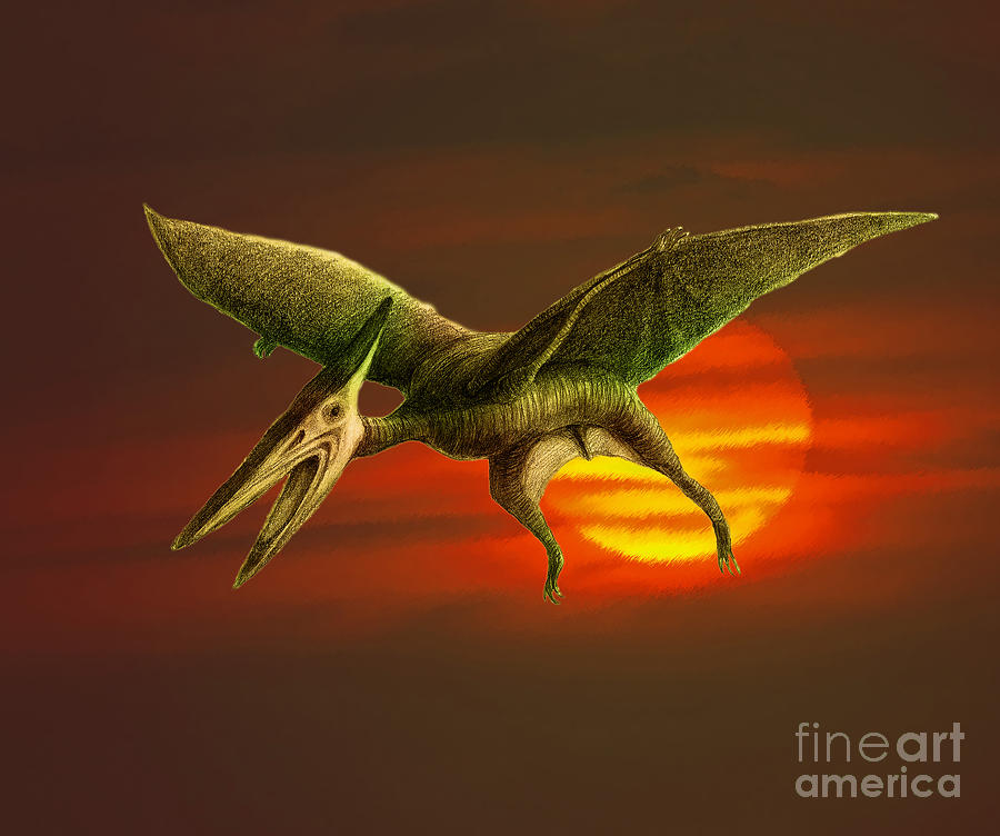 Pterodactyl Photograph by Spencer Sutton