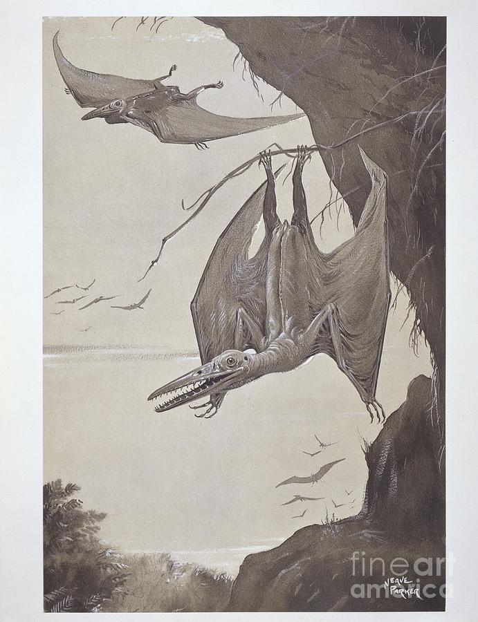 Pterodactyls, 20th-century Artwork Photograph by Natural History Museum, London