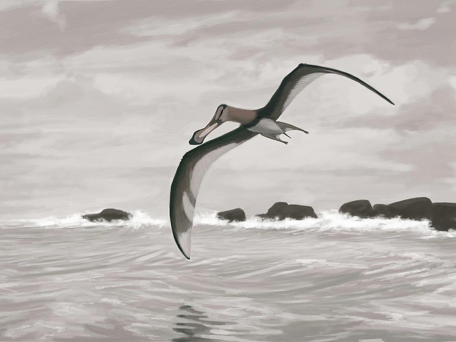 Pterosaur (coloborhynchus Piscator ) Photograph by John Conway/science Photo Library