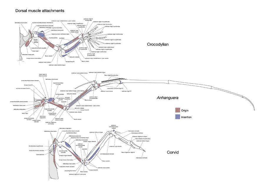 pterosaur lower classifications