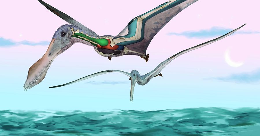 Pterosaur Respiratory System Photograph by Mark P. Witton/science Photo Library