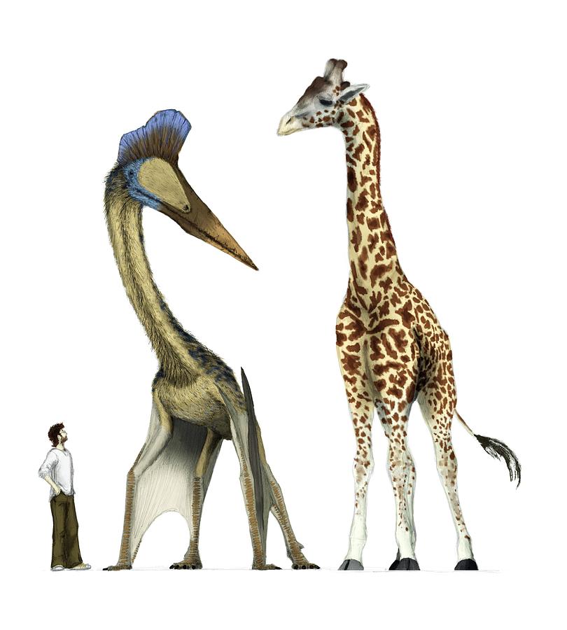 Pterosaur With Human And Giraffe Photograph by Mark P. Witton/science ...