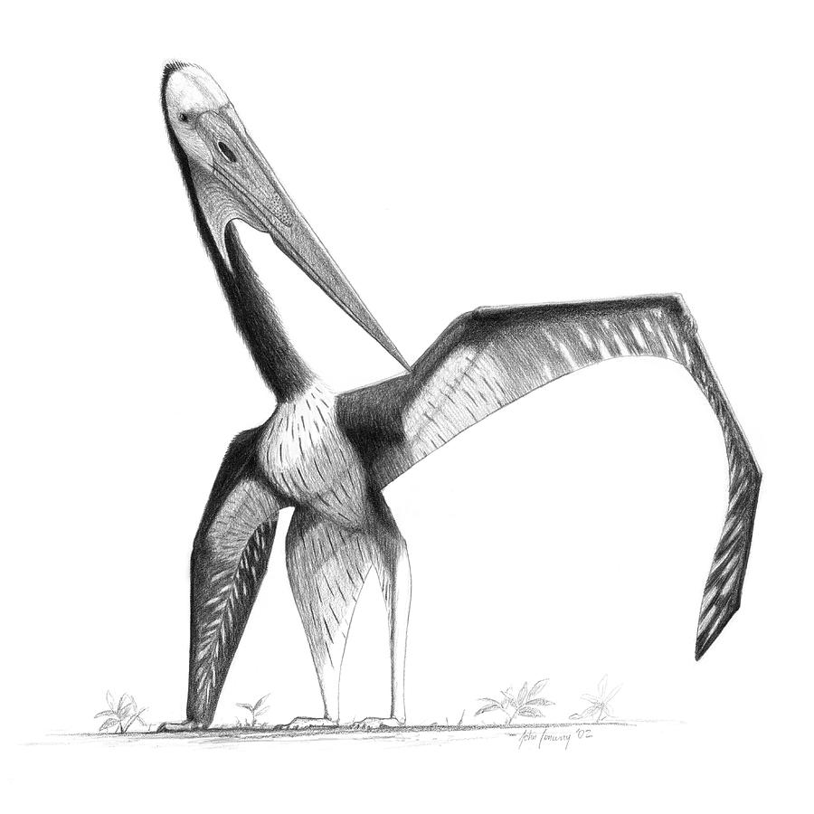 Pterosaur (zhejiangopterus Linhaiensis) Photograph by John Conway/science Photo Library
