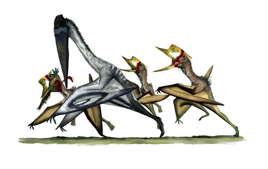 Pterosaurs Fighting Photograph by Mark P. Witton/science Photo Library