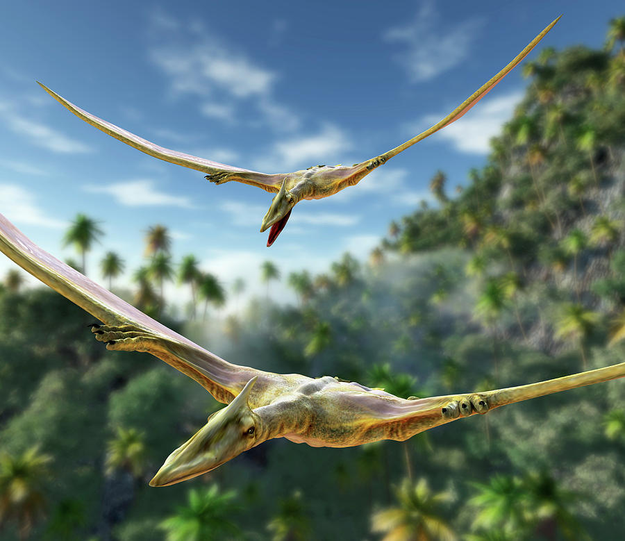 Pterosaurs Flying Photograph by Roger Harris